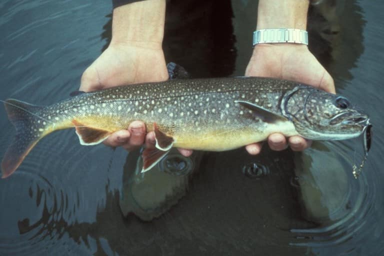 Splake Trout Lake And Brook Trout Hybrid Fly