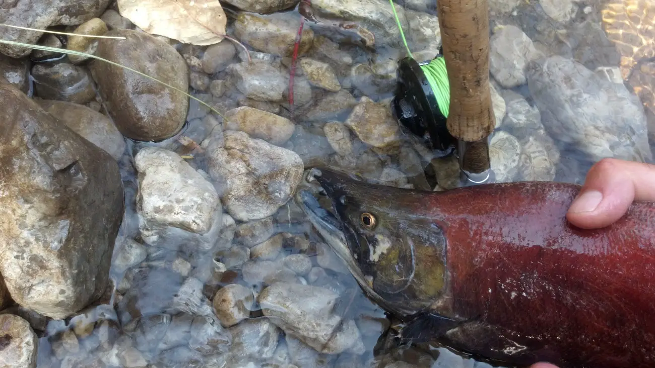 A male sockeye salmon in bright red spawning coloration