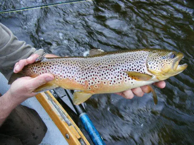 Catching brown trout in michigan