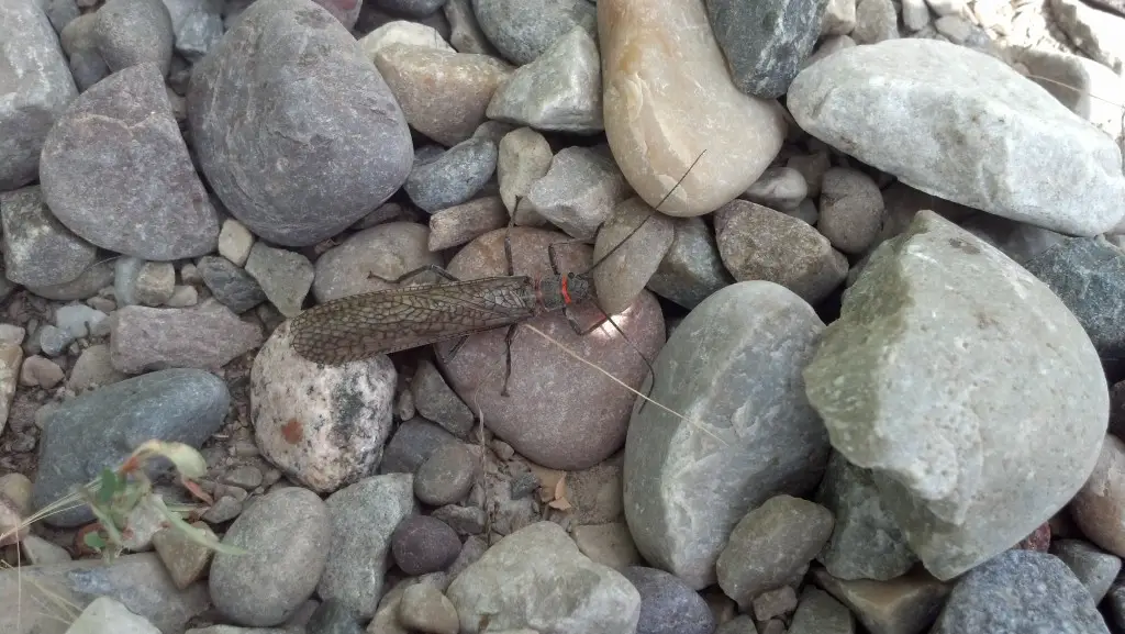 A large salmonfly stone fly, what do brown trout eat