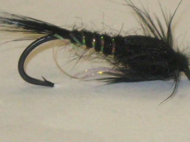 A black stonefly nymph. 
