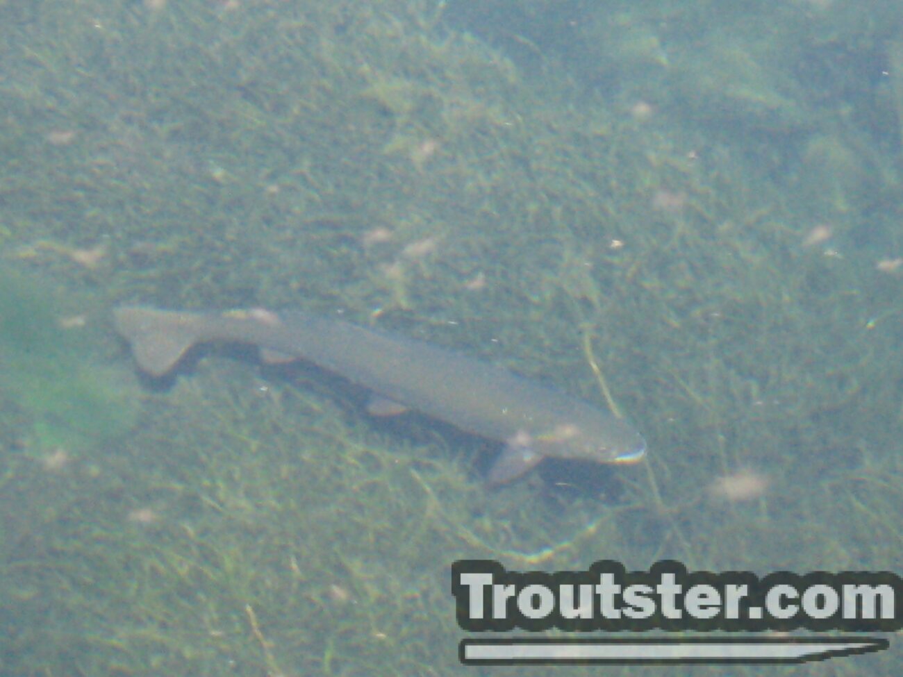 brown trout spawning, brown trout migration, brown trout breeding