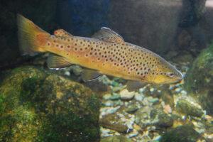 brown trout dispersal in the US