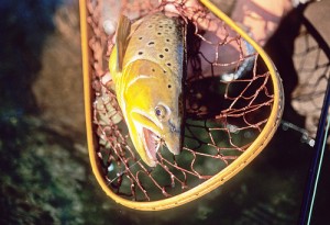 Catch and Release Tips 6 a good net for brown trout
