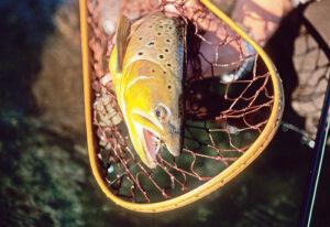 a good net for brown trout, Catch and Release for trout, how to catch and release trout, how to properly catch and release trout