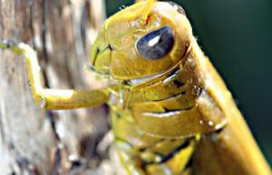 grasshopper for brown trout fishing 