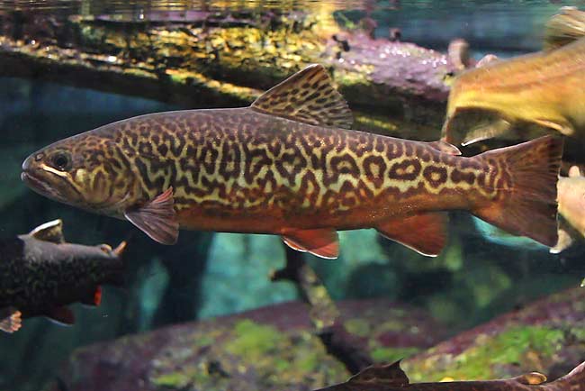 Tiger Trout – The Brown Trout Brook Trout Hybrid –