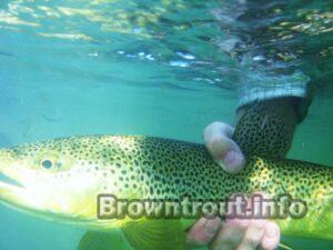 Brown trout facts: The brown trout eats 90% of its food under the surface of the water. 