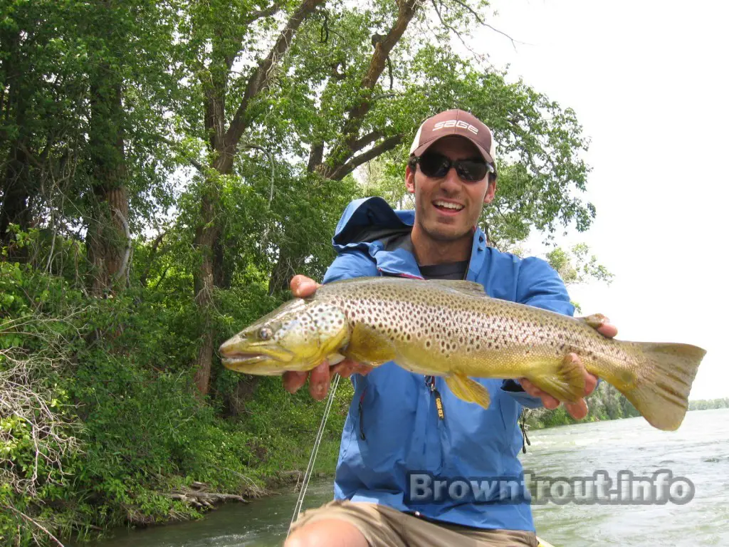 A huge brown trout caught on the south fork of the snake river
