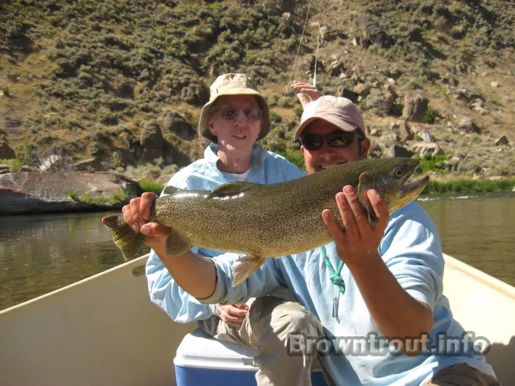 A large Cutbow from a small river in Idaho. It was caught on a hopper pattern in early fall.