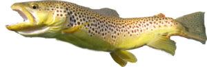 Brown trout Identification guide