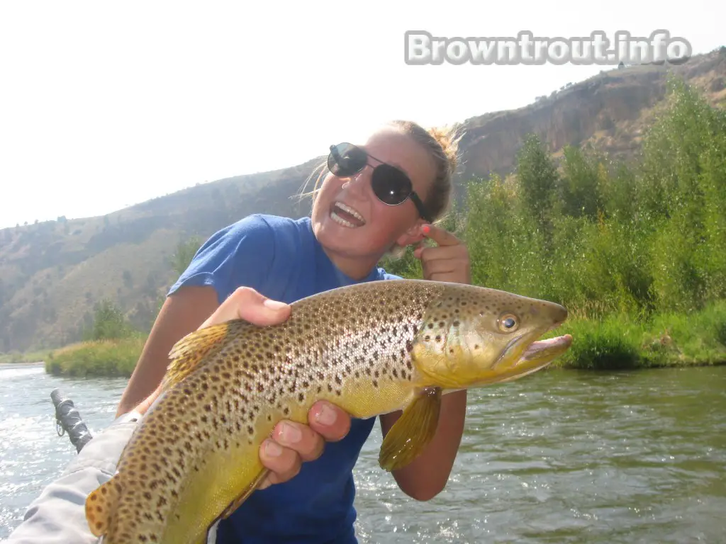 Brown Trout Snake River Idaho