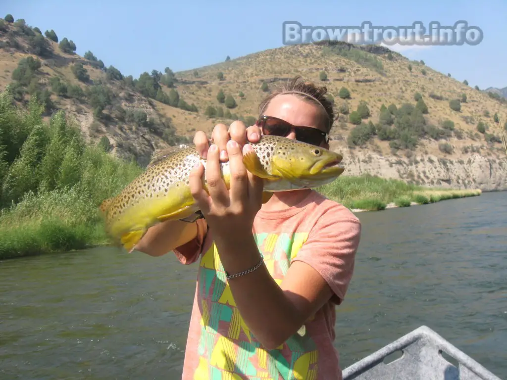Massive Brown trout