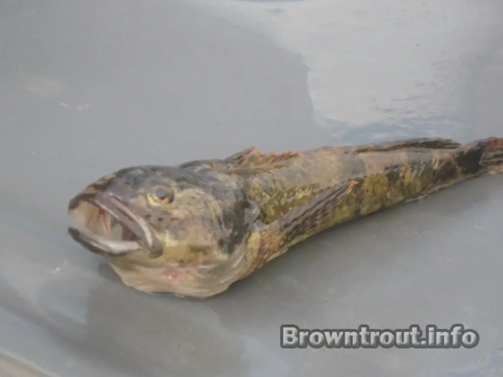A large sculpin fish. This was coughed up by a big brown trout after being caught, do brown trout eat other fish 