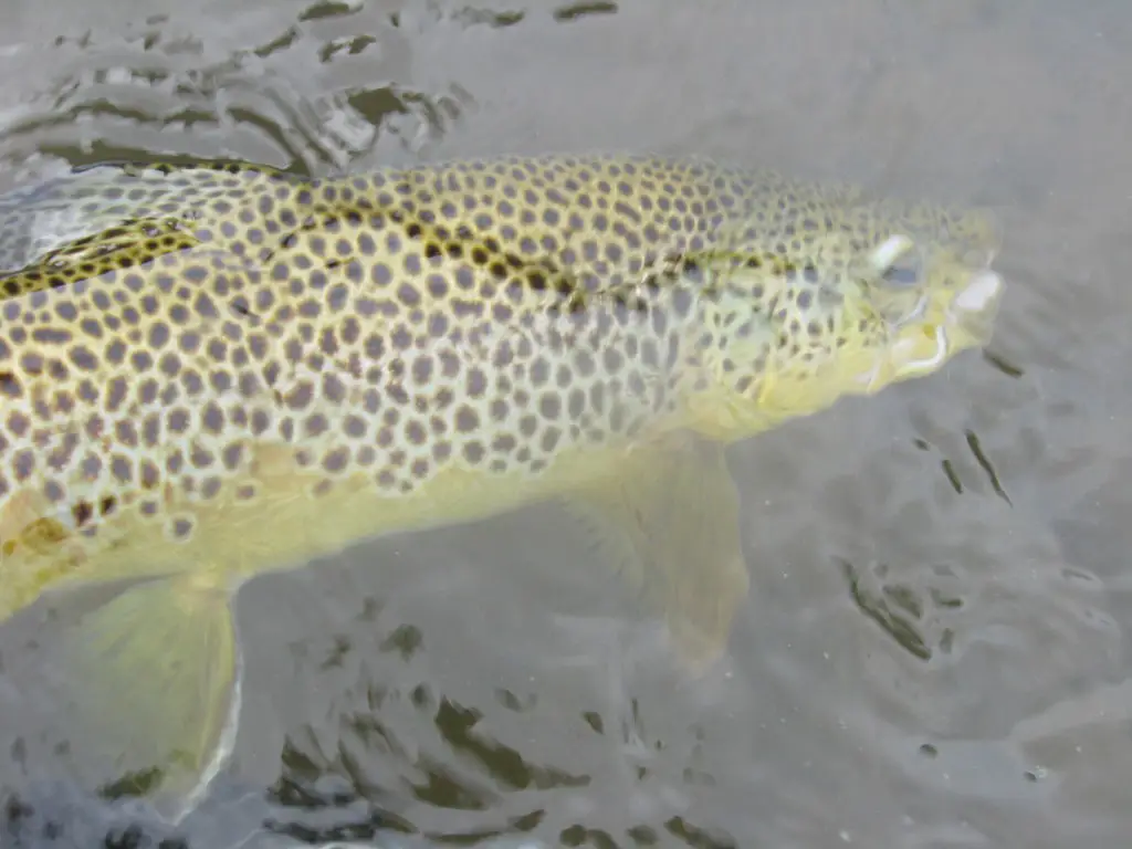 Brown trout being released from a fly fisherrman