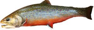 brook trout identification guide