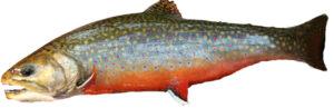 brook trout identification guide