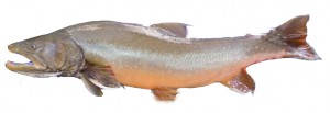 Bull trout identification picture.