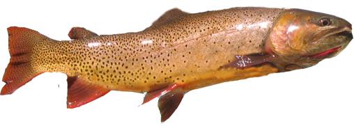Cutthroat trout Identification