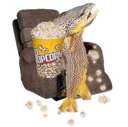 Fat Brown trout Eating popcorn