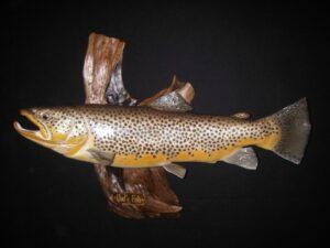 Brown trout replica mount.  How to measure properly for your taxidermist. 