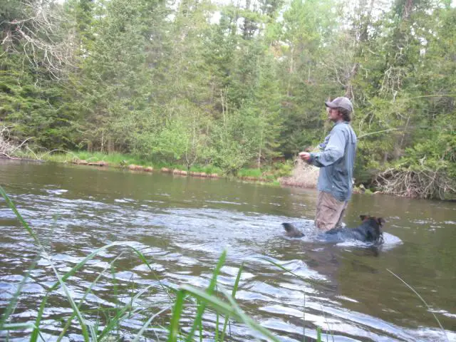 Fly fishing for brown trout