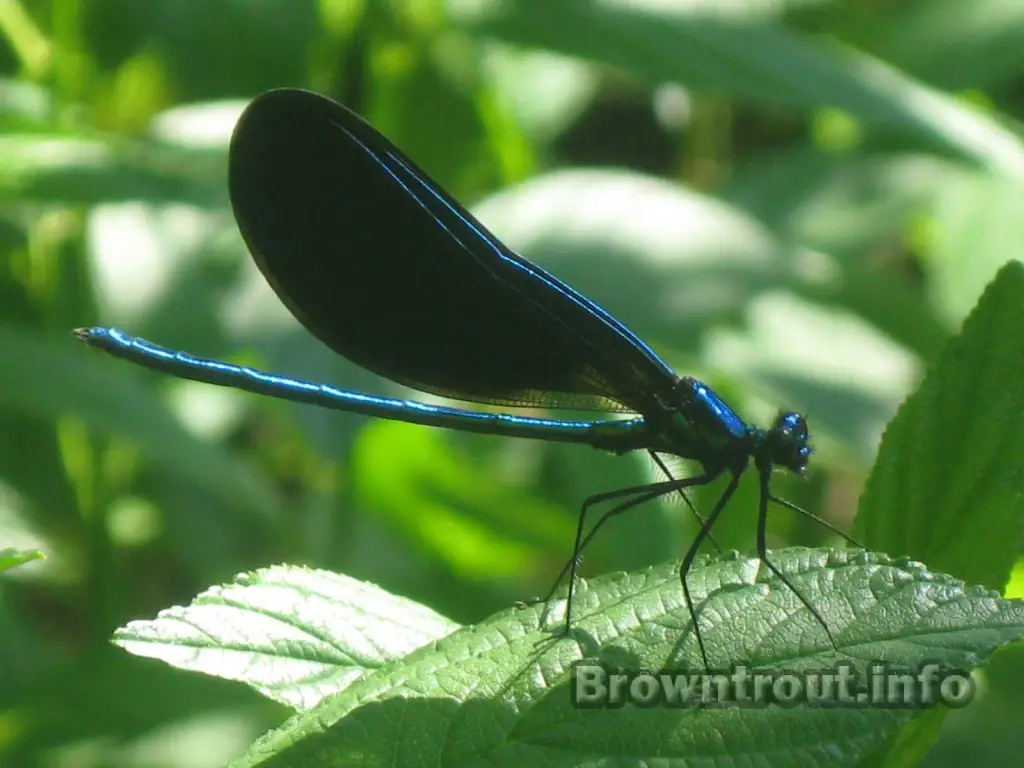 A damsel fly close up picture. These are plentiful on Michigan trout streams in the summer.