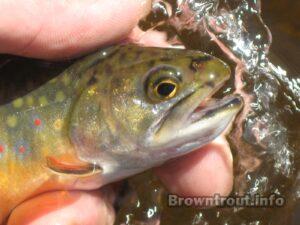 A close up shot of the colorful Brook trout