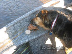 Trout stream feast