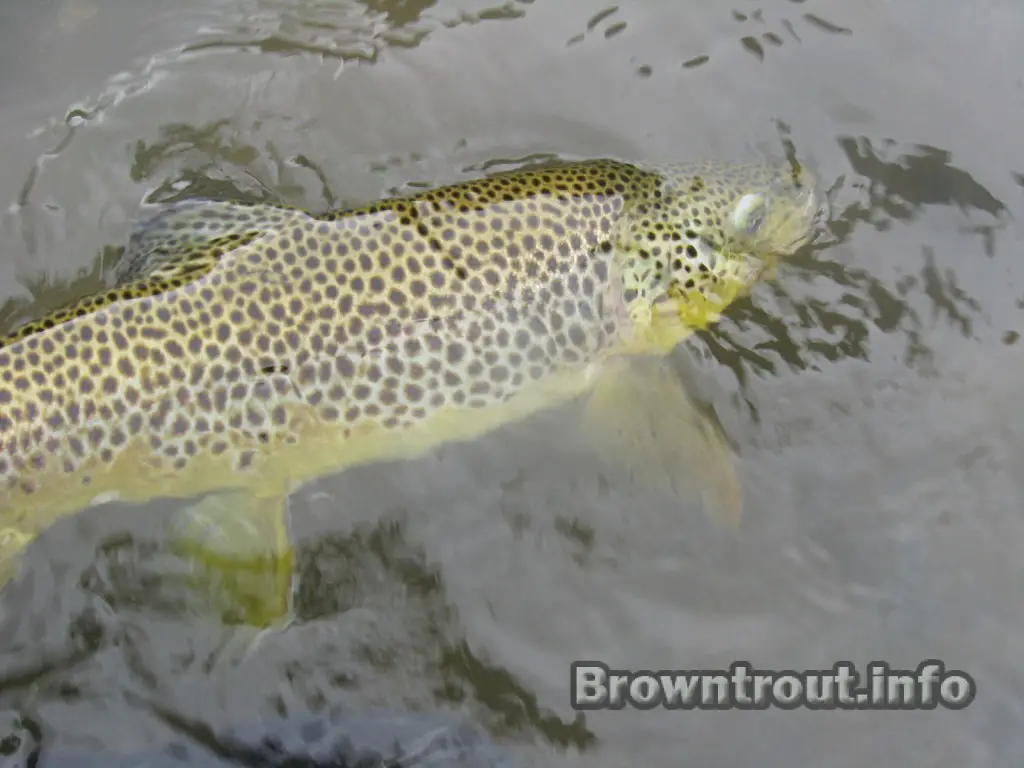 Stream Resident Brown Trout. Salmo trutta morpha fario and Salmo trutta morpha lacustris