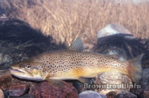 Brown trout in a river, subspecies of brown trout, brown trout subspecies, different types of brown trout