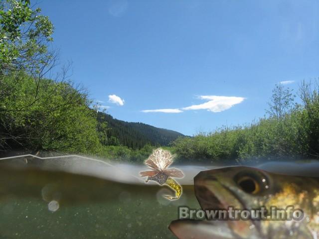 Emerger Flies and patterns for fly fishing