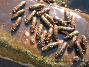 Many Caddis Pupa Stuck to a Rock. 