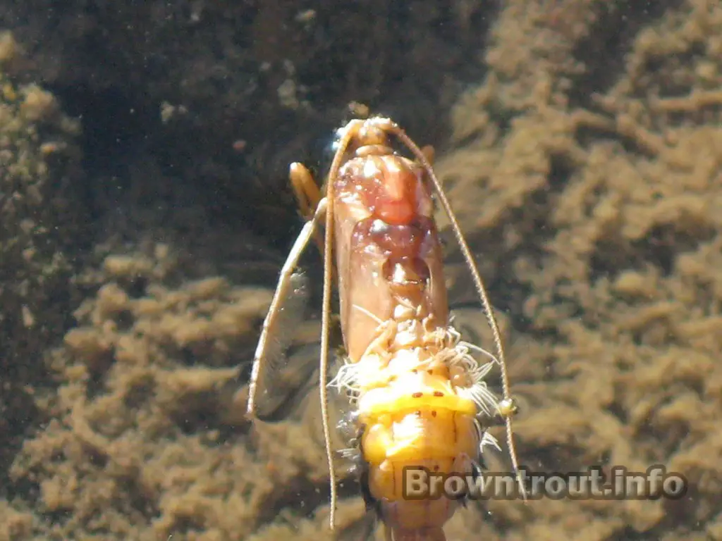 Caddis pupa or caddis fly pupae