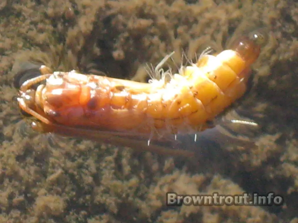 Caddis pupae floating in the trout stream water. 