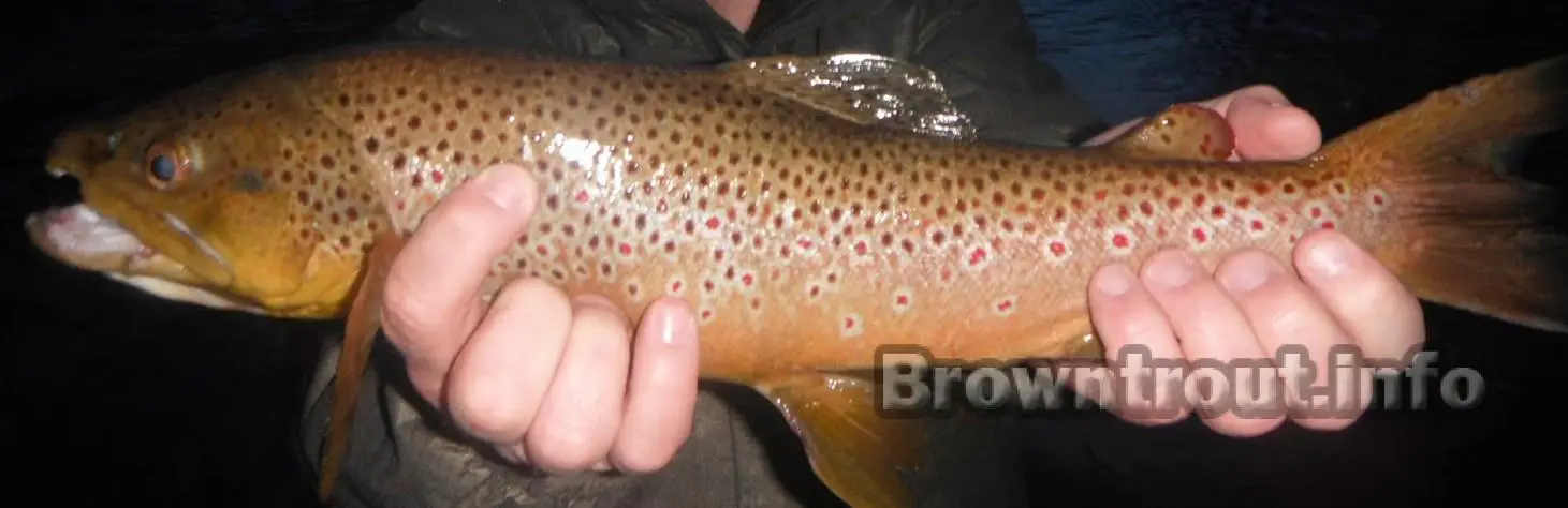 Holding a brown trout improperly for a photograph.