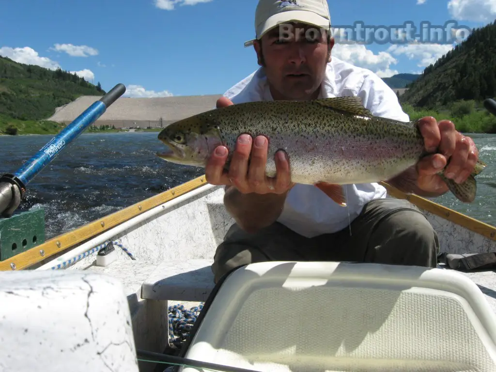 Triut fishing tips for the rainbow and other trout species. 