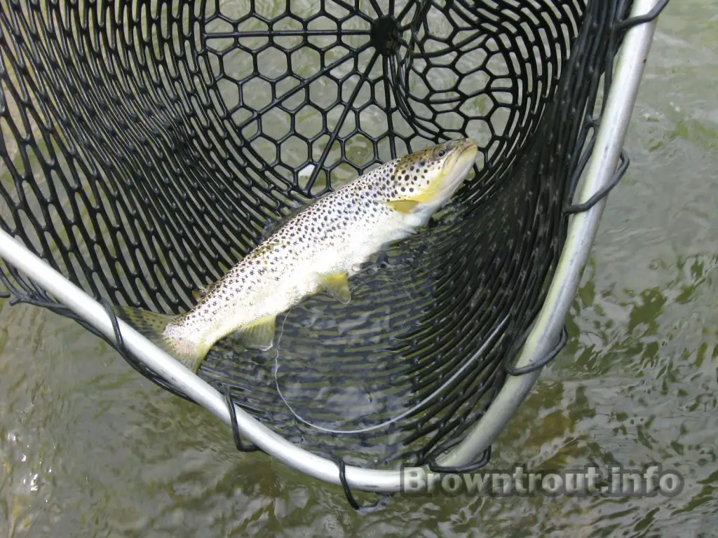 Brown trout in net with radio telemetry tag in place.