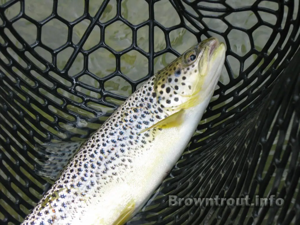 Fishing for Spawning Brown Trout