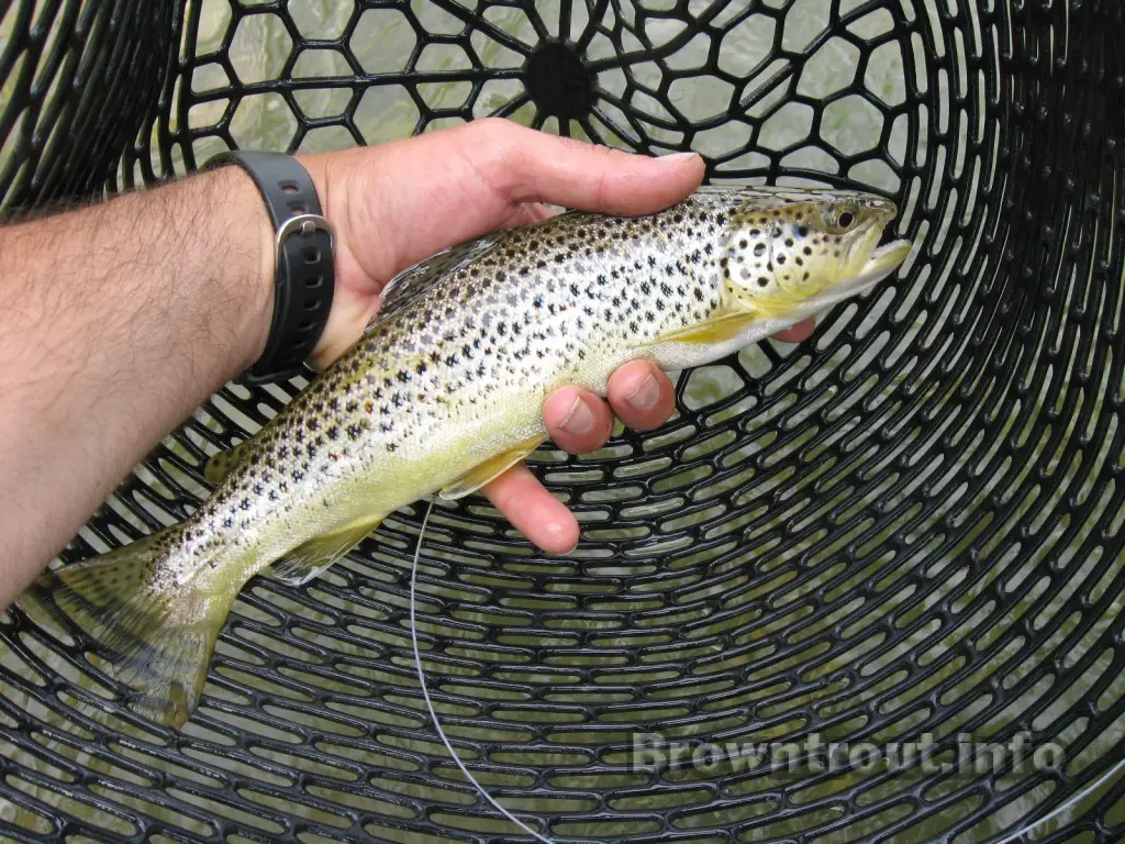 Radio Telemetry Brown Trout. Snake river Idaho