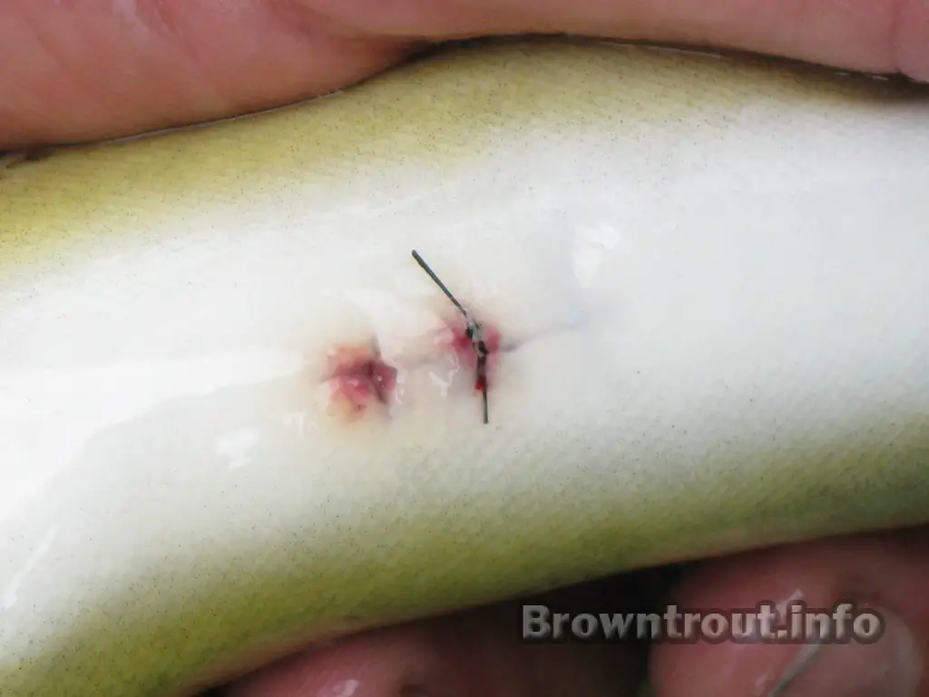 Fresh Stitches or Sutures, on a recently tagged trout in the south fork of the snake river Idaho. 
