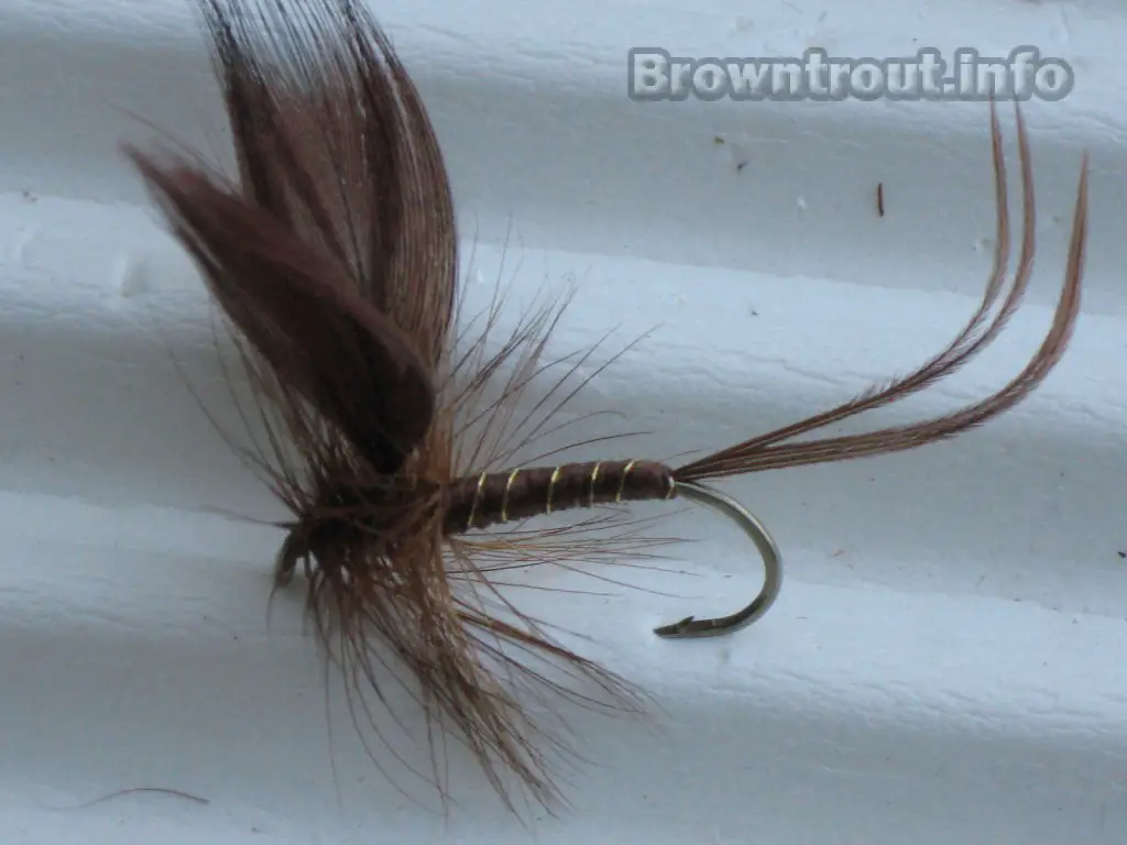 The brown drake fly for trout. The pattern and hatching.