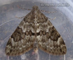 Spruce Moth Hatch in Montana