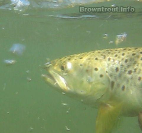 underwater brown trout picture