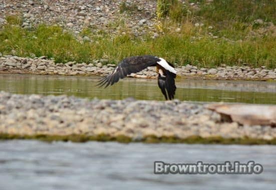 Eagle Grabbing Trout on the snake river