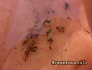 Flies removed from a trouts stomach