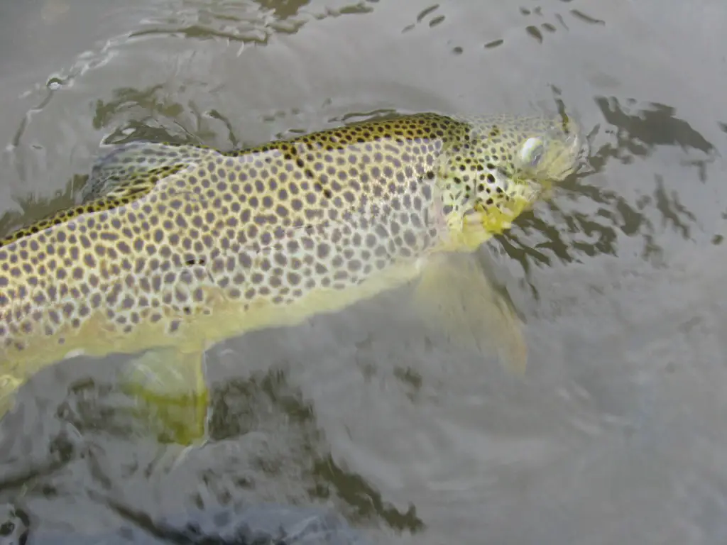 Brown Trout 