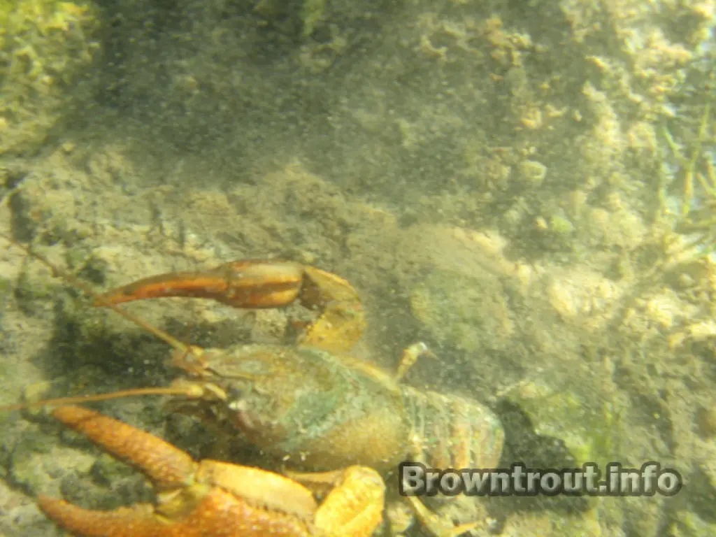 A large crayfish in a trout stream, Idaho