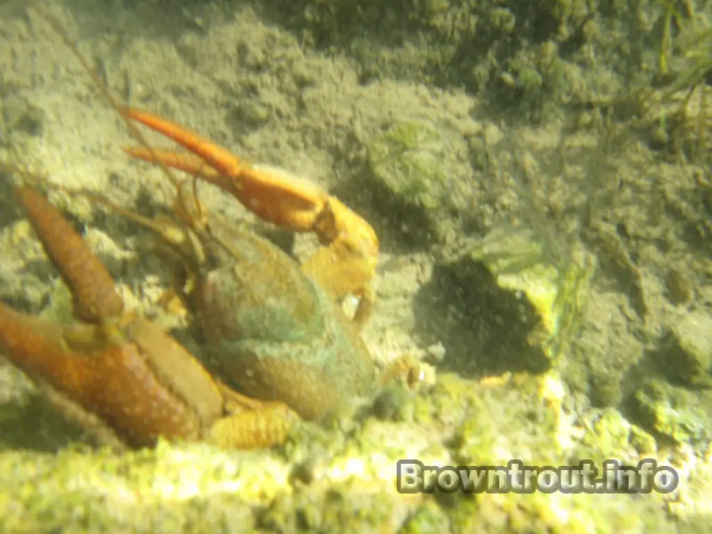 The trout will eat crawdads as you can see here, do trout eat crawfish