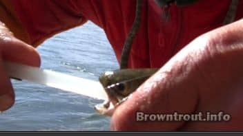 Pumping a Trouts Stomach